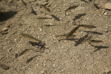 clear lake with fish shadow pattern #1