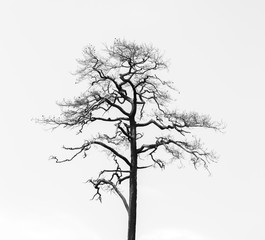 Silhouette dry tree isolated on white background