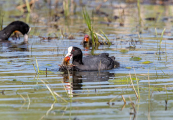 Coot and Young