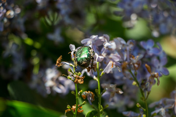 Lilac flower. Macro detail of lilac flower with big green shiny bug in spring day.