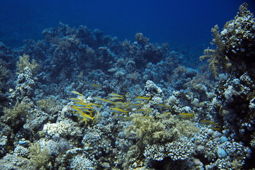 Naklejka na ściany i meble Coral reefs of Red Sea, Sharm el Sheikh, Egypt 