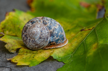 Eingezogene Weinbergschnecke auf Weinblatt