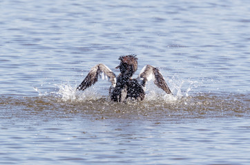 Fototapeta premium Pochard Bathing