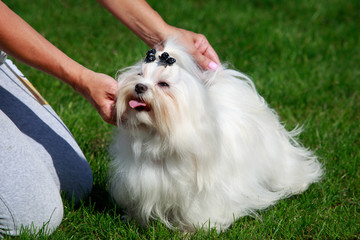 The Maltese dog