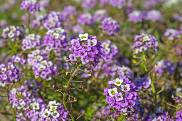 Fototapeta premium Violeta Alyssum flowers in a flowerbed against other flowers