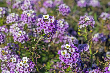 Violeta Alyssum flowers in a flowerbed against other flowers