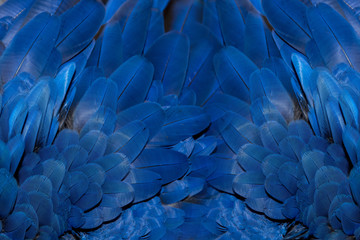 Beautiful macaw feather - obrazy, fototapety, plakaty
