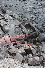 Volcanic frozen lava landscape. Hawaii. 2016