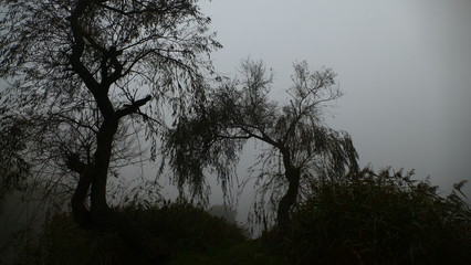 Drzewa na tle gęstej mgły. Wczesny ranek. Jesień. Katowice, Polska, Europa