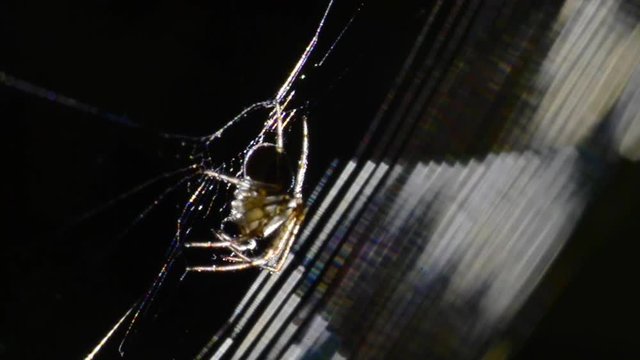araign&eacute;e sur sa toile en contre jour