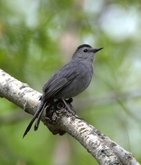 Gray Catbird on branch