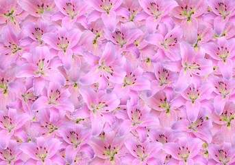 lilies background