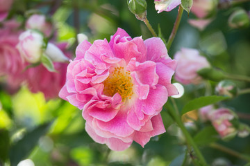 Rosa gallica flower