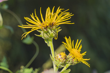 blüte farbe natur close up nature blossom color garden plant flora makro macro no people day