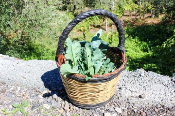 Basket with vegetables