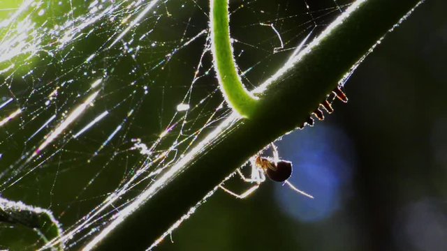 araign&eacute;e sur sa toile en contre jour
