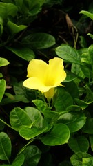 Yellow Single flower