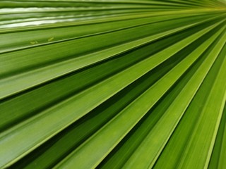 Full frame of palm leaf, palm frond.  Beautiful green palm leaf lines.  Palm leaf background.