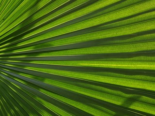 Full frame of beautiful green palm leaf.