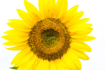 Flower of sunflower by close up a white background.