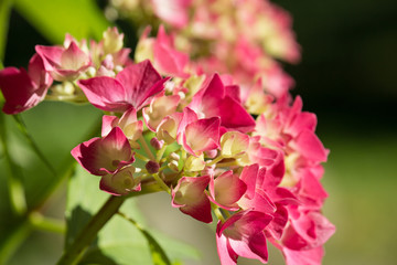 Hydrangea pink flowers