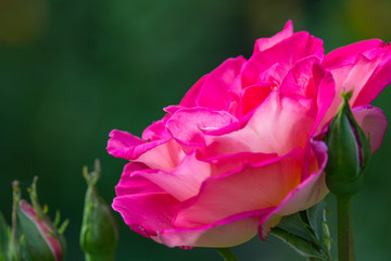 Rosa gallica flower