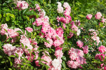 Rosa gallica flower