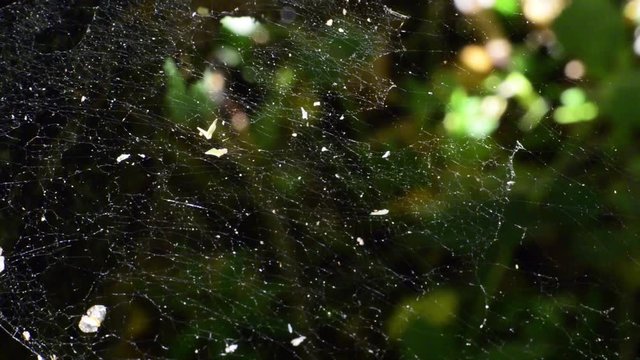 araign&eacute;e sur sa toile en contre jour