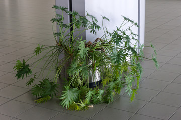 Plant in metal pot