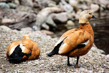 Colored ducks in Canada