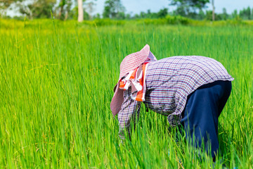 A farmer is bending down to remove weed grass. In the rice field of Thailand. With warm color flare.