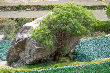 El abrazo del &aacute;rbol molle