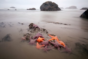 Colorful star fish exposed on the Oregon coast at extreme low tide