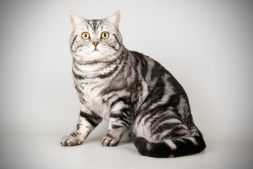 Scottish straight shorthair cat on colored backgrounds