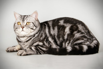 Scottish straight shorthair cat on colored backgrounds