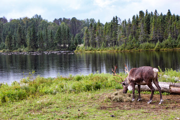 A Reindeer in a Canadian park