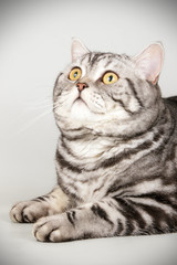 Scottish straight shorthair cat on colored backgrounds