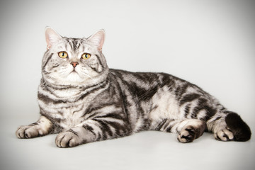 Scottish straight shorthair cat on colored backgrounds