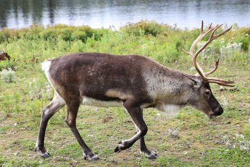 A Reindeer in a Canadian park