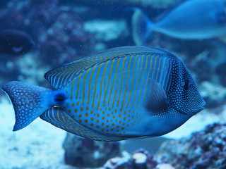 Masken-Nasendoktorfisch