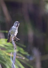 Anna's hummingbird (Calypte anna)