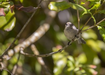 Obraz premium American Bushtit (Psaltriparus minimus)