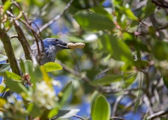 California Scrub jay (Aphelocoma californica)