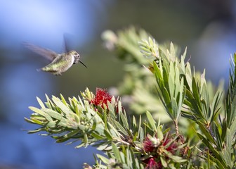 Anna's hummingbird (Calypte anna)