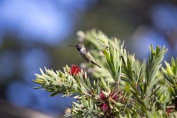 Anna's hummingbird (Calypte anna)