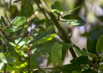 Anna's hummingbird (Calypte anna)