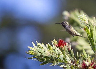 Fototapeta premium Anna's hummingbird (Calypte anna)