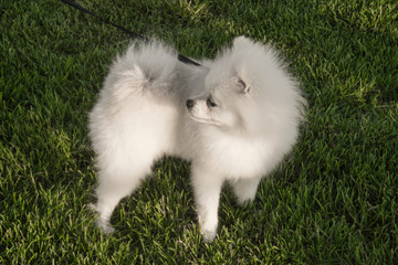 Pomeranian spitz on a leash for a walk in the park on the lawn.