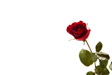 Beautiful single red rose flower
