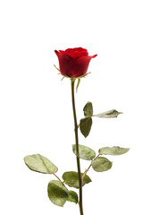 Beautiful single red rose flower